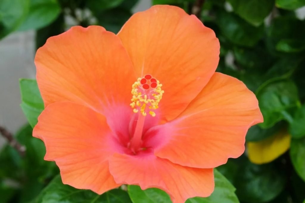prelepih vrsta narandzastog cveca hibiskusa