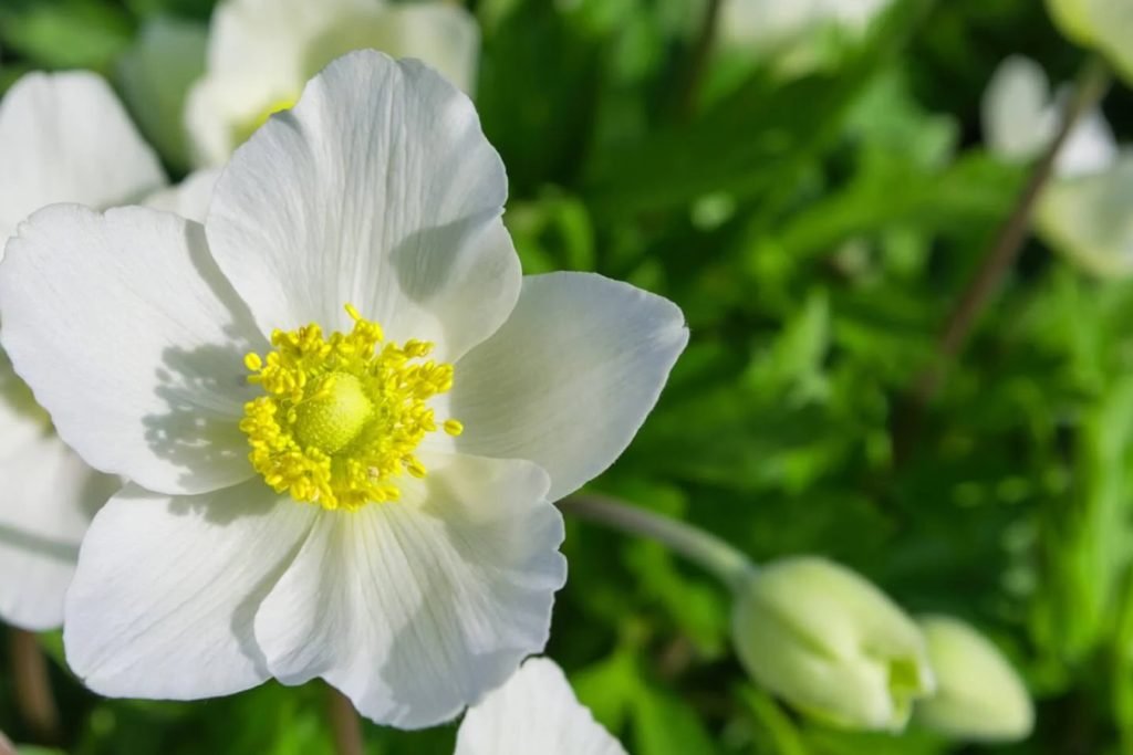 Nega cveca anemone kada i kako zalivati