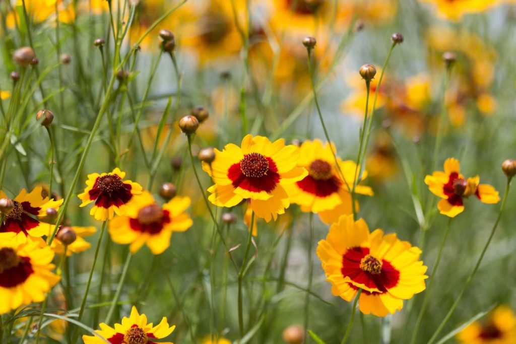 Otkrijte Coreopsis Cvece koje simbolizuje srecu