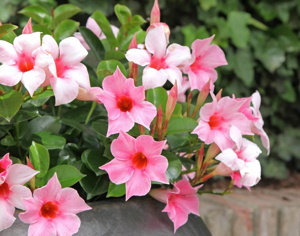 Otkrivanje Mandevile otkrivanje simbolicke poruke cveta