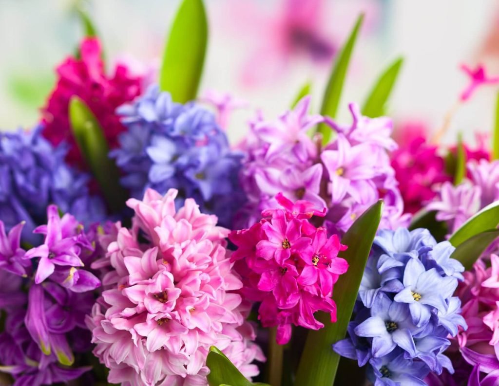 Otkrivanje tajni znacenja cvetova zumbula