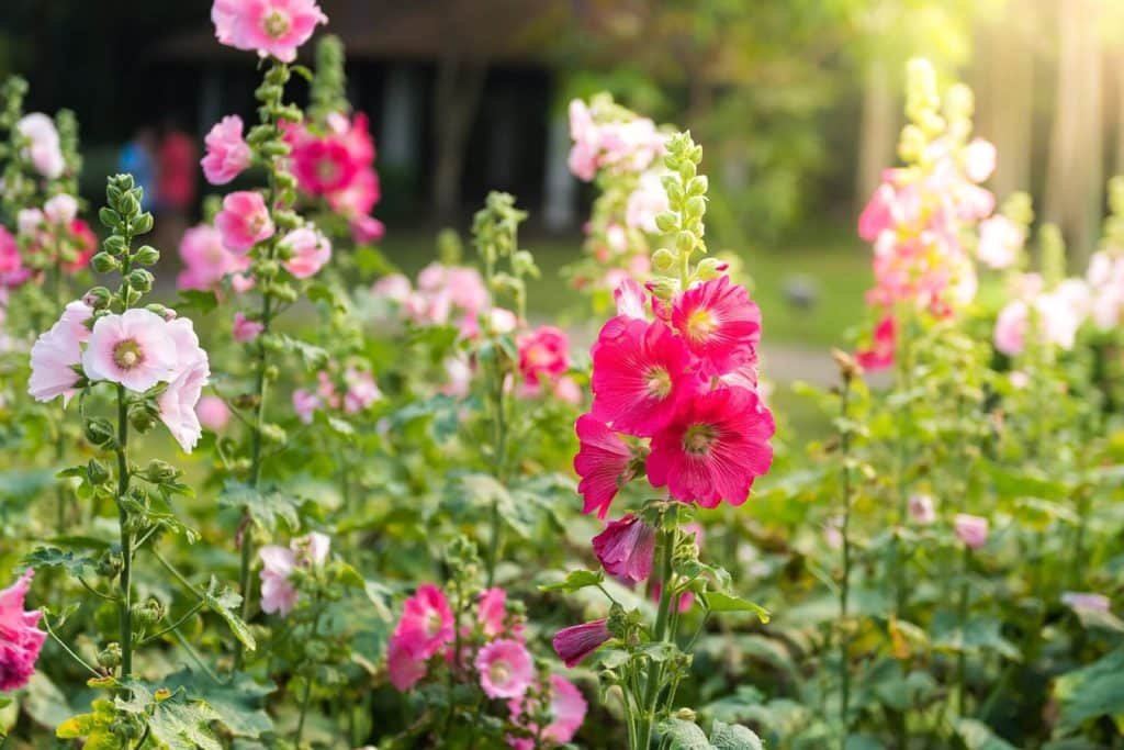 Prica o bozici elegancija i otpornost u cvetnoj simbolici