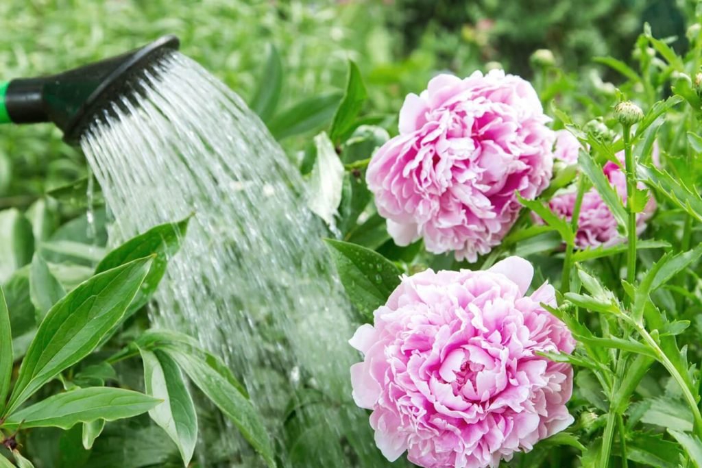 Zalivanje bozura Vreme i tehnike za zapanjujuce cvece