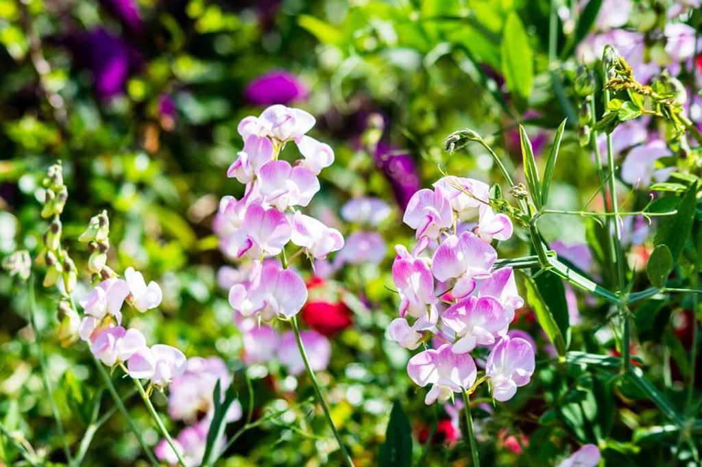 Slatki grasak cvetni amblem osecanja i povezanosti