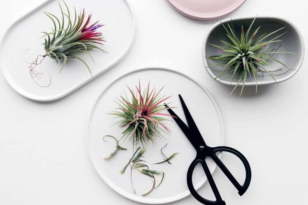 Kada i kako orezati biljke bromelije osnovni saveti