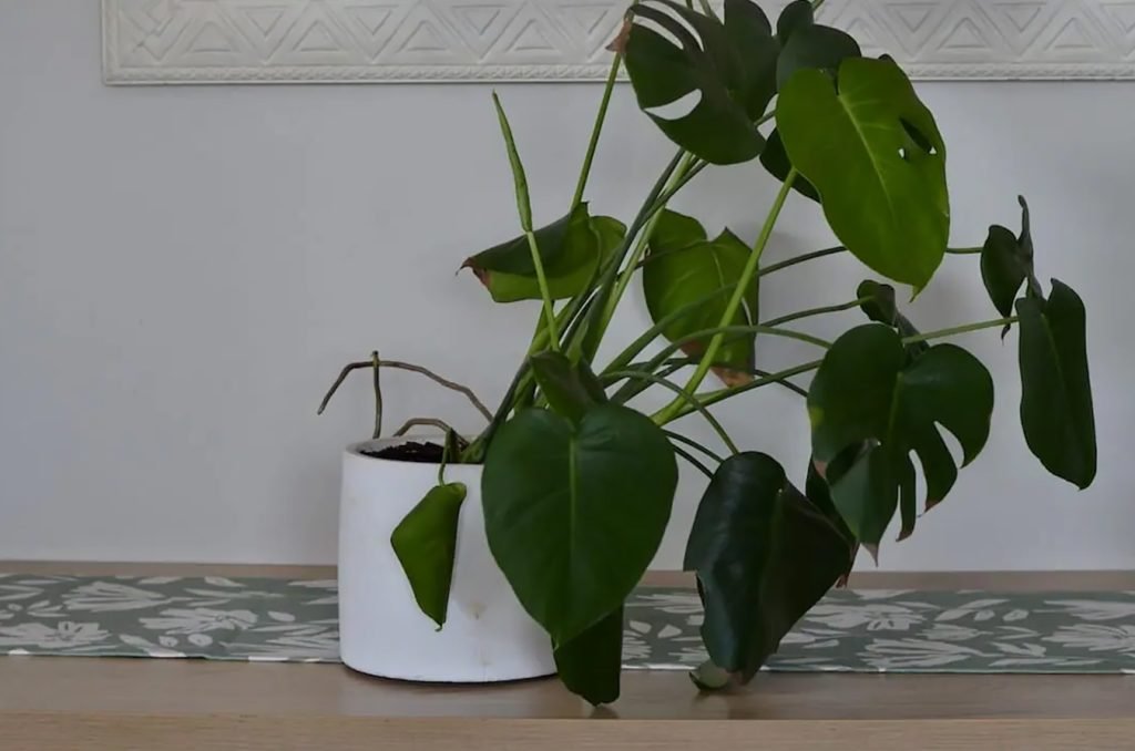Postavljanje i podrzavanje biljaka Monstera Vas kompletan vodic